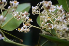 Poeciloneuron indicum